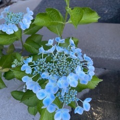 紫陽花⑤