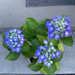 紫陽花④