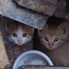 子猫　３ヶ月？