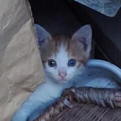 子猫　３ヶ月？