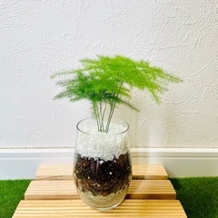 アスパラガス　プルモーサス　観葉植物　ハイドロカルチャー