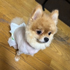 保護した子です