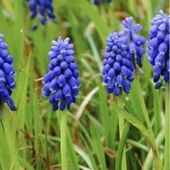 紫のムスカリの球根
の画像