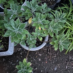 磯菊　の画像
