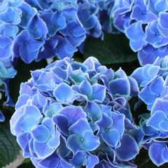 紫陽花をお持ちの方