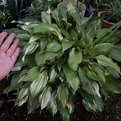 斑入りホスタ　大株の画像