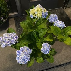 紫陽花①