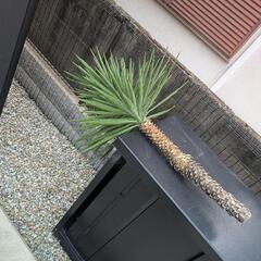ユッカ　アロイフォリア