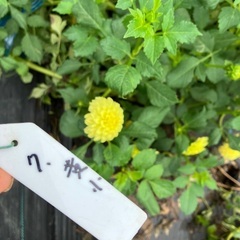 ダリアの球根10個の画像