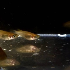 【初恋ダルマ】メダカ 稚魚～成魚まで販売中！！の画像