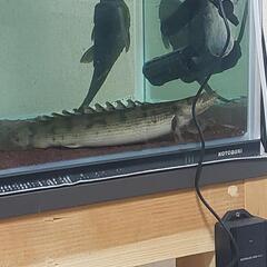 ポリプテルス