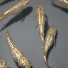 メダカ　シャンパンゴールド稚魚（１㎝以上）　10匹の画像