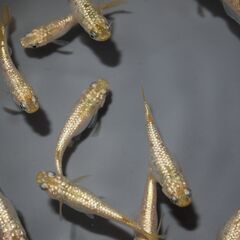 メダカ　シャンパンゴールド稚魚（１㎝以上）　10匹の画像