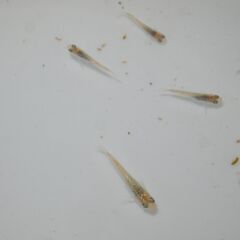 メダカ　シャンパンゴールド稚魚（１㎝以上）　10匹の画像