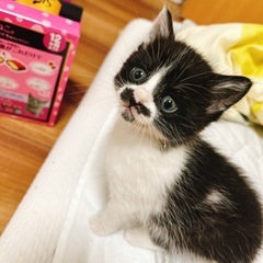 生後1ヶ月程度のベビー