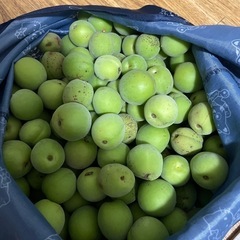 無農薬　青梅　大中小　約3kg