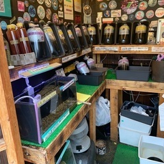 【五桜メダカ】 6月13日　横須賀めだか無人販売