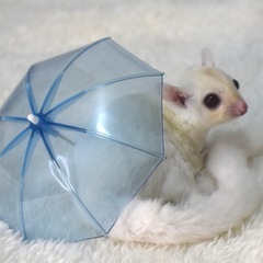 フクロモモンガ(ルビープラチナ/♂)
