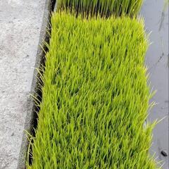 ヒノヒカリ苗の画像