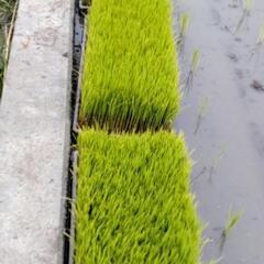 ヒノヒカリ苗の画像