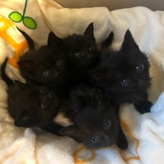 可愛い黒猫子猫ちゃん5匹