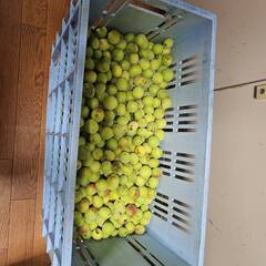傷アリ梅、無農薬大小無選別1ｋｇ　200円　