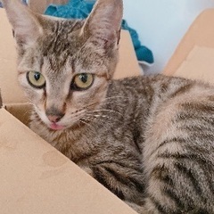 生後半年程の子猫の里親様を探しています