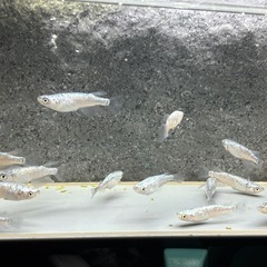 1ペア¥400/3ペア¥1,000@ネプチューン　メダカ　サバンナ血統　の画像