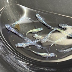 ネプチューン　メダカ　サバンナ直系　