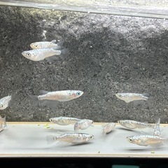 1ペア¥400/3ペア¥1,000@ネプチューン　メダカ　サバンナ血統　の画像