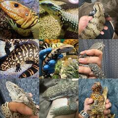 ㉗🐍爬虫類専門ライングルチャ　　　　　✨レプリストハチュグ…
