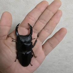 久留米産オオクワガタペア♂81㍉♀フリーサイズ