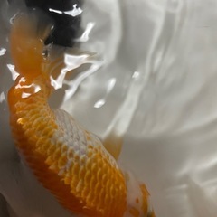 らんちゅう日の丸6匹