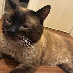 3歳オスの里親様を募集します。