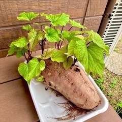 差し上げます　さつまいもの苗　ネギの苗