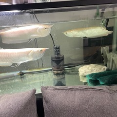 アルビノシルバーアロワナ