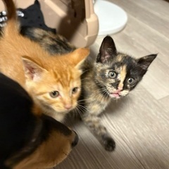 オスとメスの兄弟です