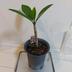 ランキングキーワードに紐づく投稿画像-観葉植物