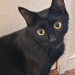 2歳の黒猫(メス)の里親様を募集します。