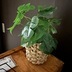 ランキングキーワードに紐づく投稿画像-観葉植物