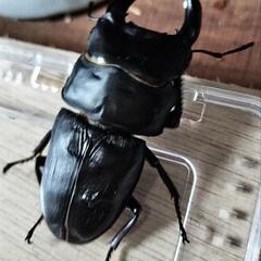 【大型血統　良血統　マツノ系　オオクワガタ　久留米産】【郵送可】　８３ミリ　✕　５０ミリ　ペアの画像