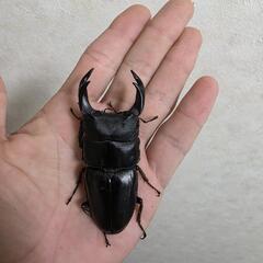 久留米産オオクワガタペア♂82㍉♀フリーサイズ