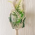 ランキングキーワードに紐づく投稿画像-観葉植物
