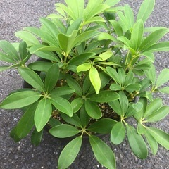観葉植物 シェフレラ（カポック）鉢植え（8号鉢）