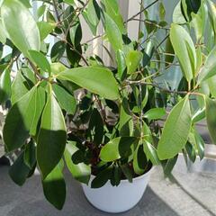 観葉植物　カジュマル