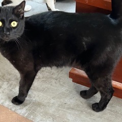 人懐っこく脚長な黒猫くん