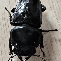 【大型血統　良血統　マツノ系　オオクワガタ　久留米産】【郵送可】　８２ミリ　✕　５０ミリ　ペアの画像