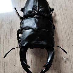 【大型血統　良血統　マツノ系　オオクワガタ　久留米産】【郵送可】　８２ミリ　✕　５０ミリ　ペアの画像