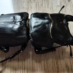 【大型血統　良血統　マツノ系　オオクワガタ　久留米産】【郵送可】　８２ミリ　✕　５０ミリ　ペアの画像