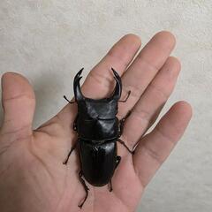 久留米産オオクワガタペア♂81㍉♀フリーサイズ
